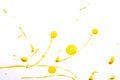 Yellow Paint Splats and Abstract Background Decoration