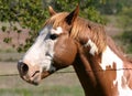 Paint Stallion Royalty Free Stock Photo