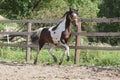 Paint stallion running in paddock