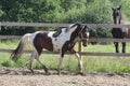 Paint stallion running in paddock