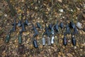 Paintball Guns Lying on Autumn Leaves.