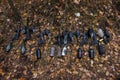 Paintball Guns Lying on Autumn Leaves.