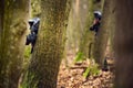 Paintball player in protective uniform and mask aiming gun in th Royalty Free Stock Photo