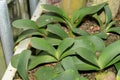 Paintbrush or Haemanthus Albiflos plant in Saint Gallen in Switzerland