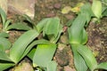 Paintbrush or Haemanthus Albiflos plant in Saint Gallen in Switzerland