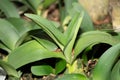 Paintbrush or Haemanthus Albiflos plant in Saint Gallen in Switzerland