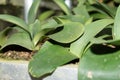 Paintbrush or Haemanthus Albiflos plant in Saint Gallen in Switzerland