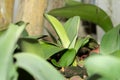 Paintbrush or Haemanthus Albiflos plant in Saint Gallen in Switzerland