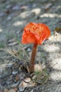 Paintbrush Lily - Haemanthus coccineus