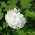 Paintbrush white hydrangea blooms