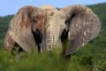 Painted African Elephant Royalty Free Stock Photo
