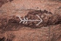 Painted Arrow on Rock Wall Texture Royalty Free Stock Photo