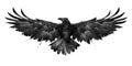 Painted bird crow front on a white background Royalty Free Stock Photo