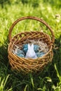 Painted blue textured easter eggs and a white plastic rabbit in a wicker brown hand made basket on green fresh grass Royalty Free Stock Photo