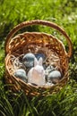 Painted blue textured easter eggs and a white plastic rabbit in a wicker brown hand made basket on green fresh grass Royalty Free Stock Photo