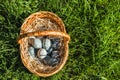 Painted blue textured easter eggs in wicker brown hand made basket. The concept of the spring holiday and egg hunting. Royalty Free Stock Photo