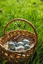 Painted blue textured easter eggs in wicker brown hand made basket. The concept of the spring holiday and egg hunting. Royalty Free Stock Photo