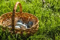 Painted blue textured easter eggs in wicker brown hand made basket. The concept of the spring holiday and egg hunting. Royalty Free Stock Photo