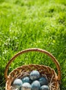 Painted blue textured easter eggs in wicker brown hand made basket. The concept of the spring holiday and egg hunting. Royalty Free Stock Photo