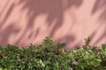 Painted brick wall with green bush in natural light background Royalty Free Stock Photo