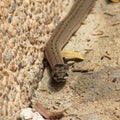 Painted bronze back tree snake (Dendrelaphis pictus) found in Southeast Asia, Thailand