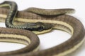 Painted bronzeback Dendrelaphis pictus isolated Royalty Free Stock Photo