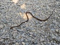 Painted bronzeback snake, Dendralephis pictus, Nameri Tiger Reserve, Assam Royalty Free Stock Photo