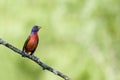 Painted Bunting