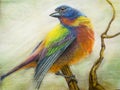 Painted bunting bird pastel art