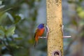 Painted Bunting at the feeder