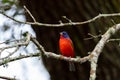 Painted Bunting NC