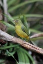 Painted Bunting (Passerina ciris) Royalty Free Stock Photo