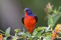 Painted Bunting (Passerina ciris) Royalty Free Stock Photo