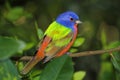 Painted Bunting (Passerina ciris)