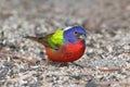 Painted Bunting (Passerina ciris) Royalty Free Stock Photo