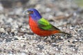 Painted Bunting (Passerina ciris)