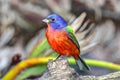 Painted Bunting (Passerina ciris)