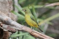 Painted Bunting (Passerina ciris) Royalty Free Stock Photo