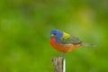 A Painted Bunting perched