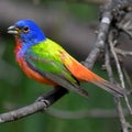 Painted bunting perched on a wooden branch in a dense, lush forest.