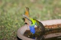 A painted Bunting slips