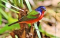 Painted Bunting Royalty Free Stock Photo