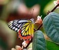 Butterfly jezebel or Delias eucharis on pink flowers with colorful background