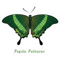 Tropical butterfly Papilio Palinurus. Second illustration