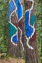 Painted colorful green pinewood forest in Euskadi. Oma, Spain Royalty Free Stock Photo