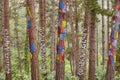 Painted colorful green pinewood forest in Euskadi. Oma, Spain Royalty Free Stock Photo