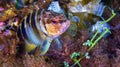 Painted Comber, Cabo Cope-Puntas del Calnegre Natural Park, Spain