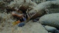 Painted comber (Serranus scriba) undersea, Ligurian Sea, Italy, Imperia Royalty Free Stock Photo