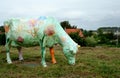 Painted cows in the meadow near Maassluis