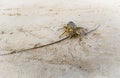 Painted Crayfish or Rock Lobster, lat. Panulirus versicolor crustacean with long antennas on the shore of the Indian ocean